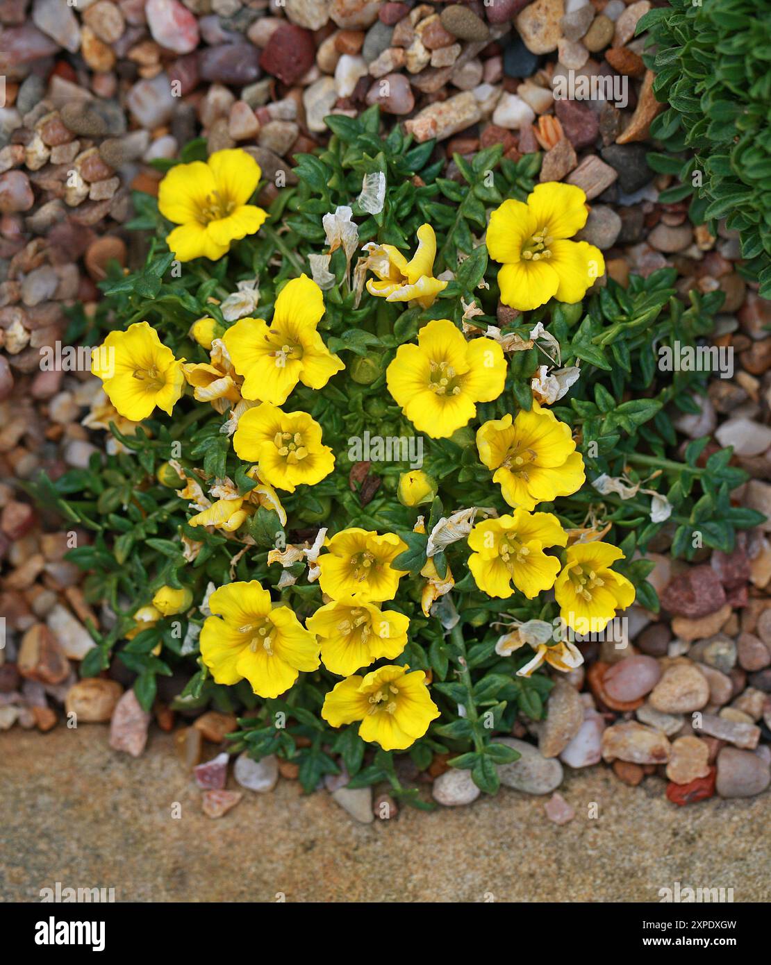 Whorlflower, Morisia monanthos, Brassicaceae. Corsica and Sardinia.  Morisia is a monotypic genus of ornamental plant in the family Brassicaceae. Stock Photo