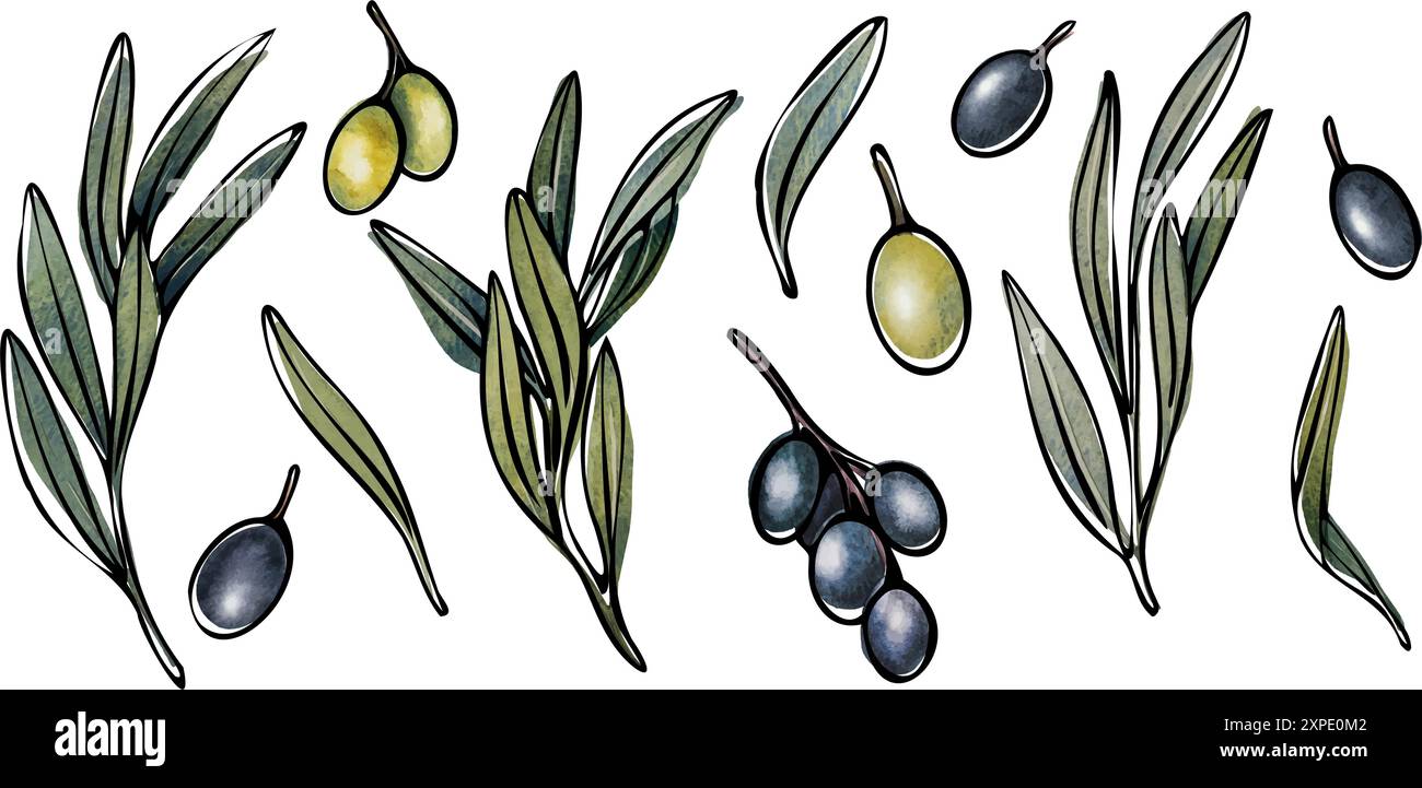 Vector olive tree branch with leaves and olives fruit. Hand painted ...