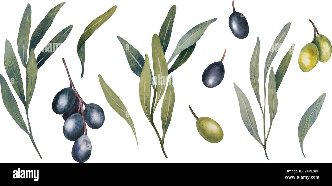 Vector olive tree branch with leaves and olives fruit. Hand painted ...