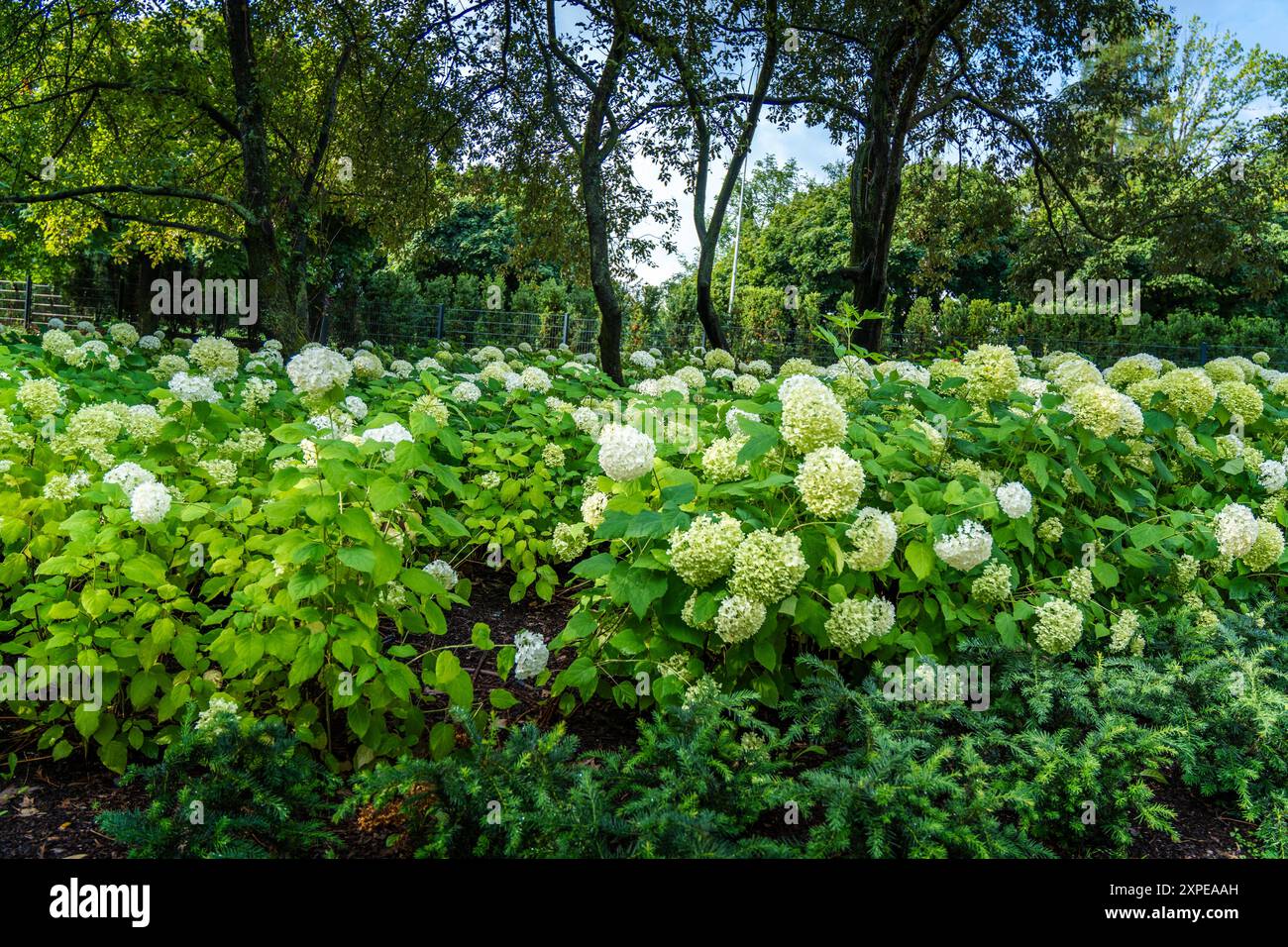 Lush Greenery With Blooming Hydrangeas in a Tranquil Garden Setting ...