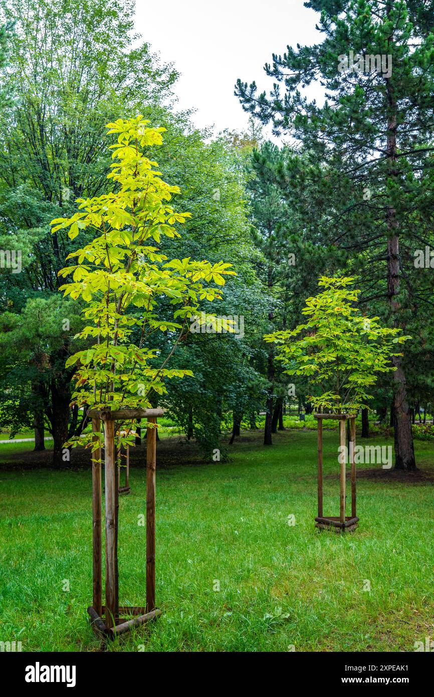 Newly Planted Young Saplings Growing in Lush Green Park During Daylight ...