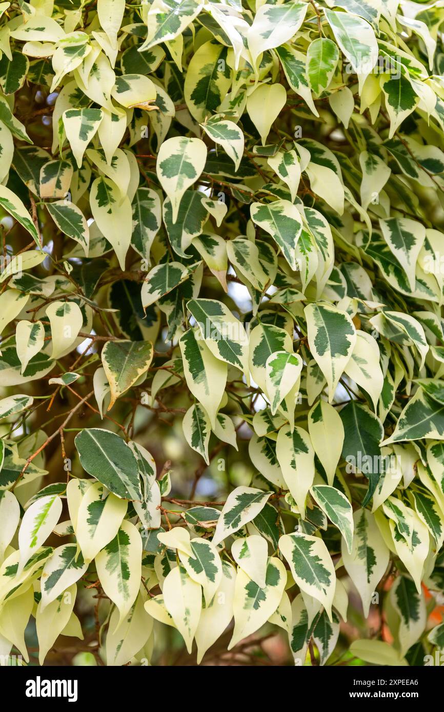 Weeping fig common known as the ficus tree Stock Photo