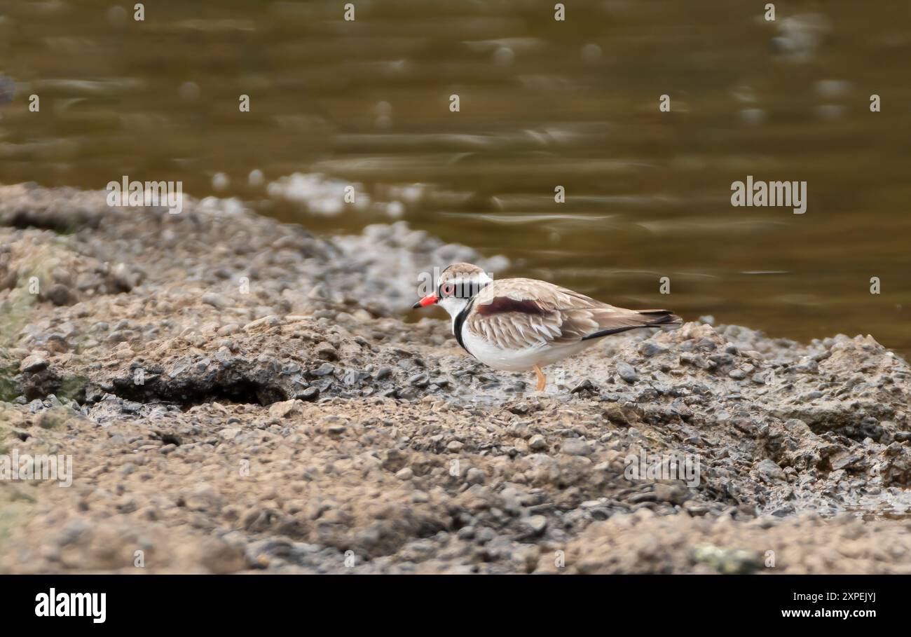 The black-fronted dotterel (Charadrius melanops) is a small plover in the family Charadriidae that is found throughout much of Australia Stock Photo