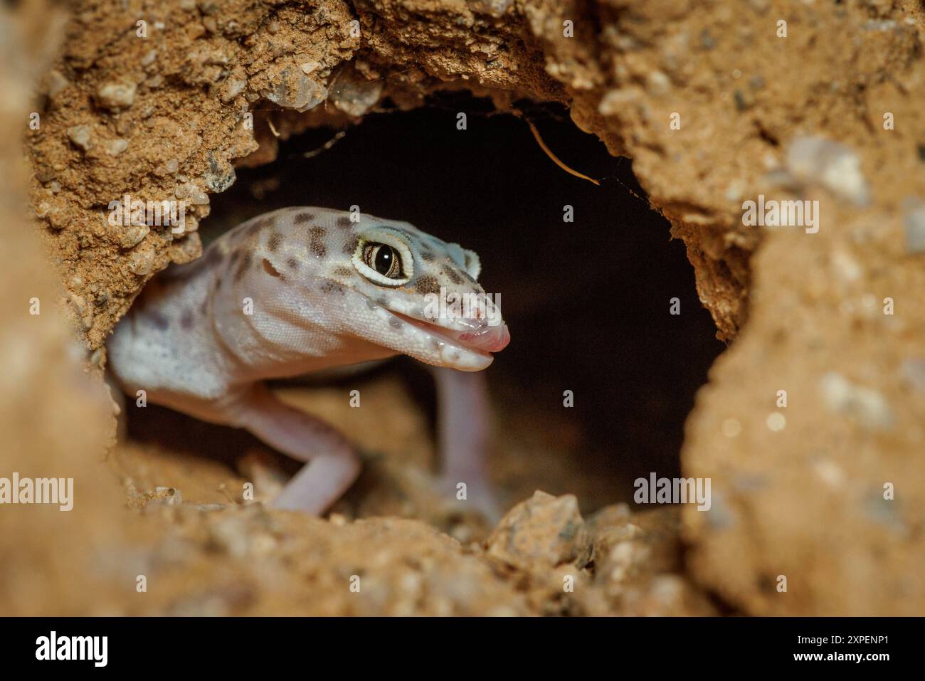 Arizona Geckos Western banded gecko hi-res stock photography and images - Alamy