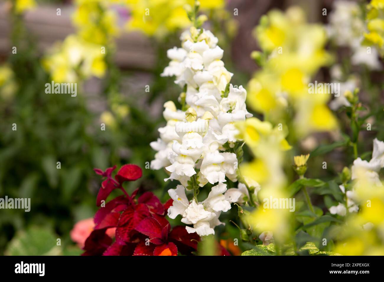 A view of white snapdragons in a garden landscape. Stock Photo
