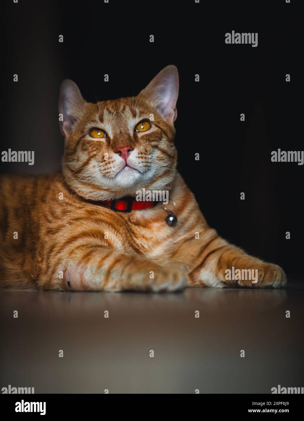a pet orange cat portrait Stock Photo