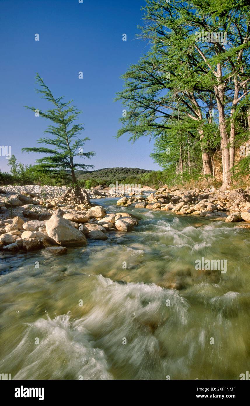 Frio River, bald cypress trees, Garner State Park, late afternoon, in Hill Country, Texas, USA Stock Photo