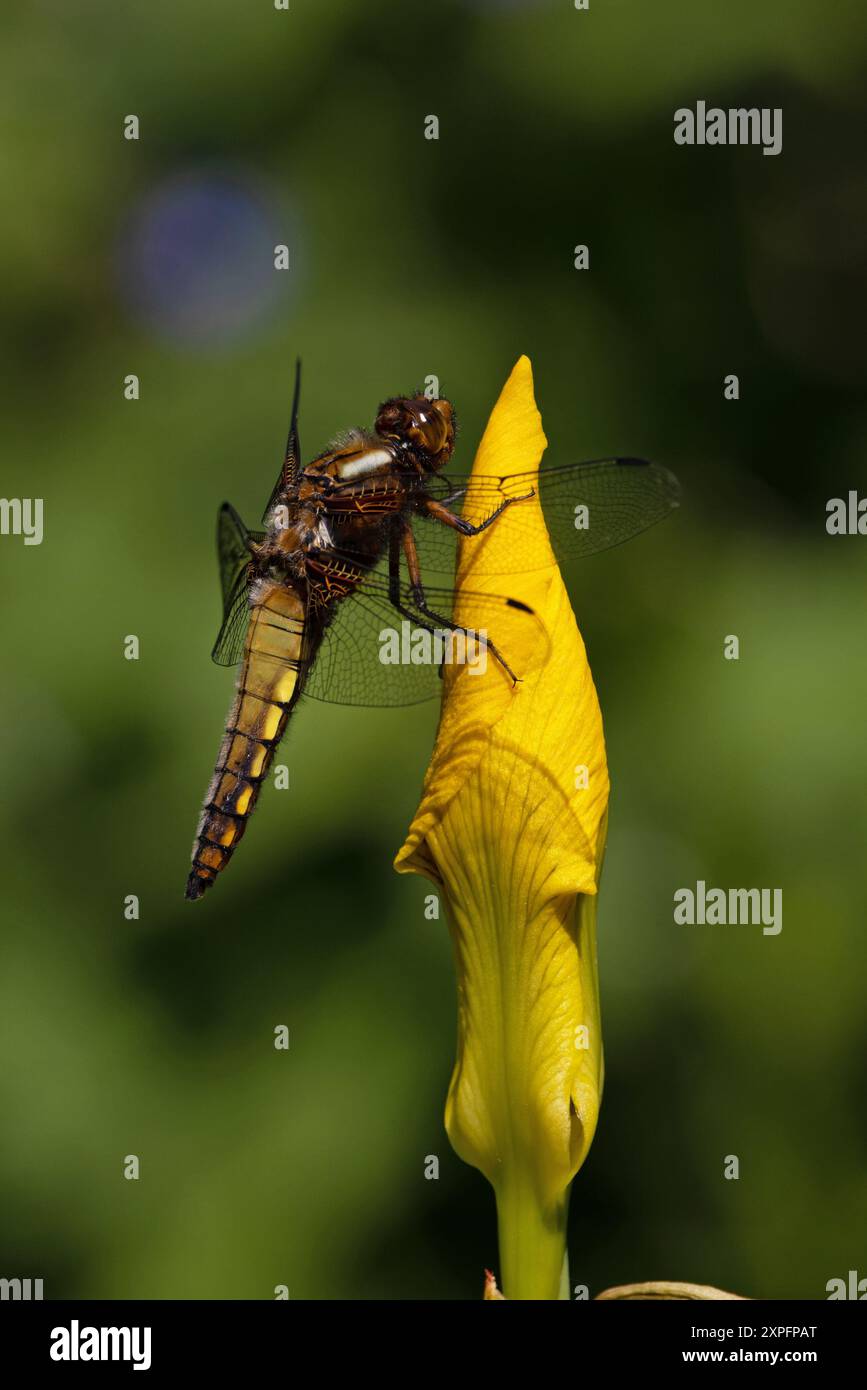 Yellow Bodied Insect Yellow bodied insects hi-res stock photography and images - Alamy