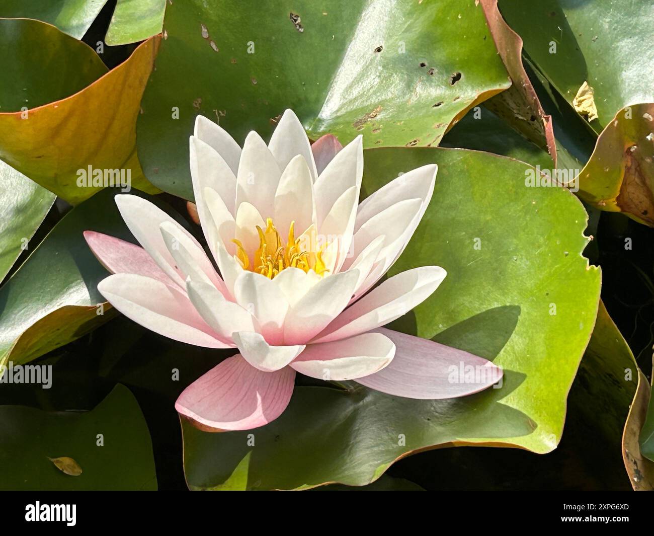 Nymphaeaceae is a family of flowering plants, commonly called water ...