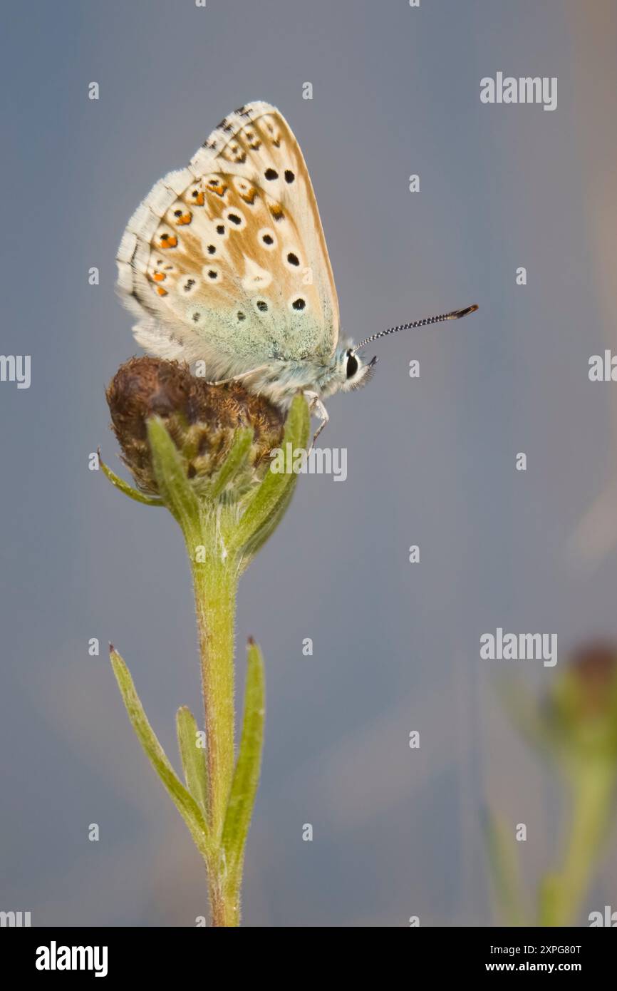 Chalkhill Blue Butterfly at Tout Quarry Dorset UK Stock Photo - Alamy Chalkhill Blue Butterfly at Tout Quarry Dorset UK Stock Photo - Alamy