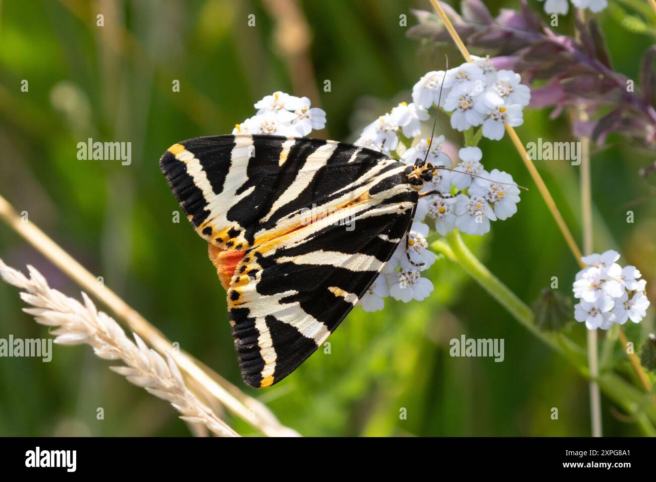 Jersey Tiger Moth Uk Hi res Stock Photography And Images Alamy jersey-tiger-moth-uk-hi-res-stock-photography-and-images-alamy