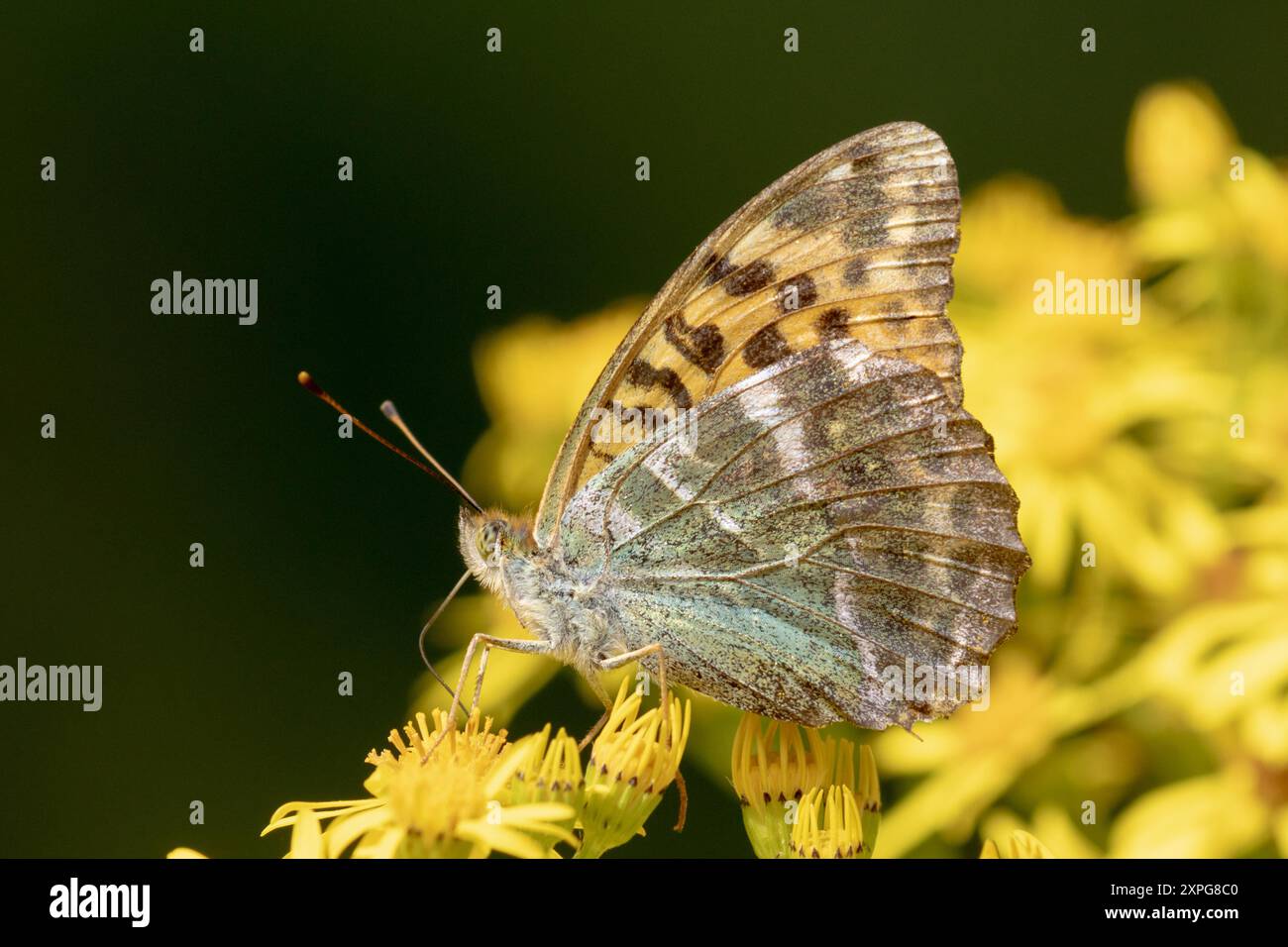 silver-washed-fritillary-butterfly-argynnis-paphia-sussex-uk-stock
