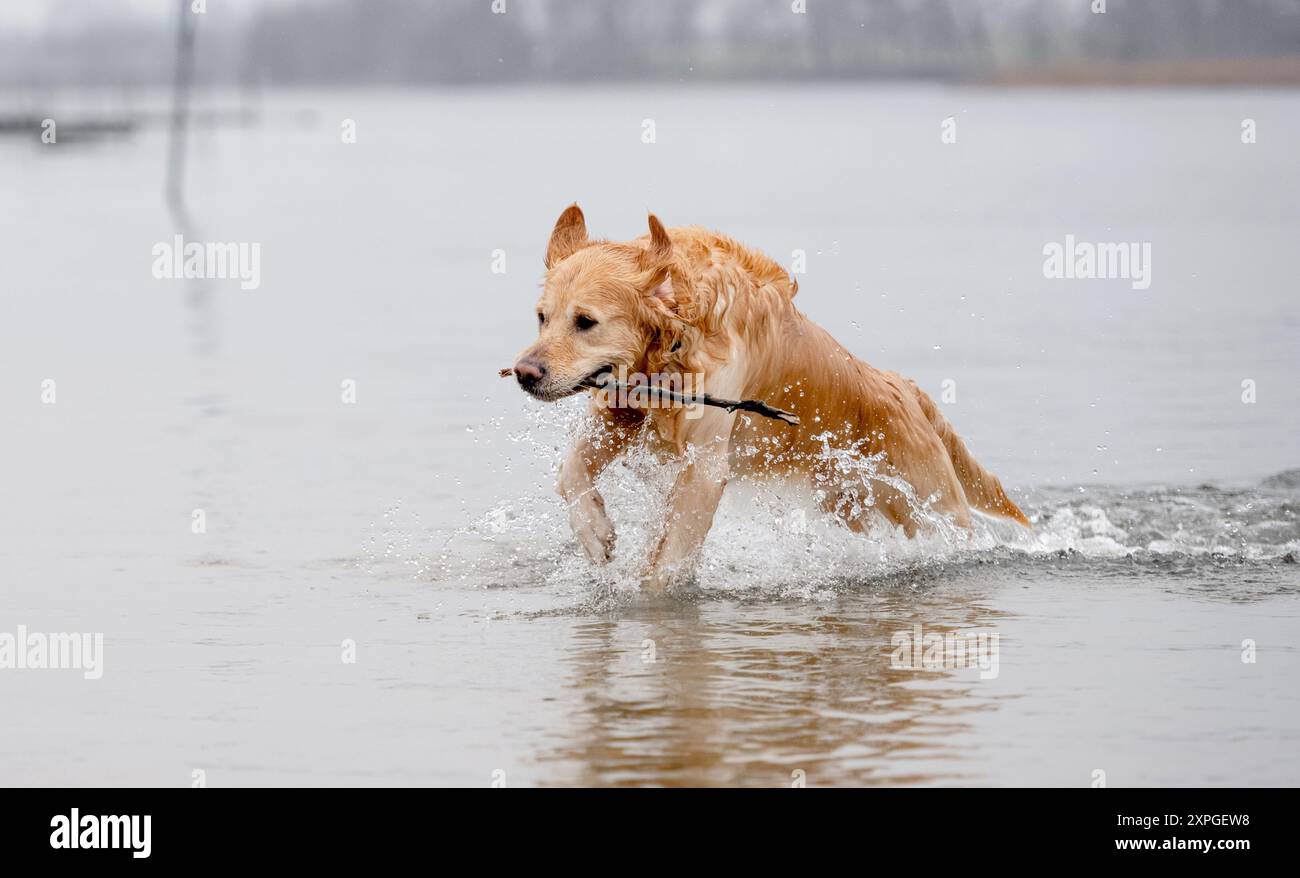 Golden Retriever Jumps Out Of Water With Stick In Teeth At Lake In ...