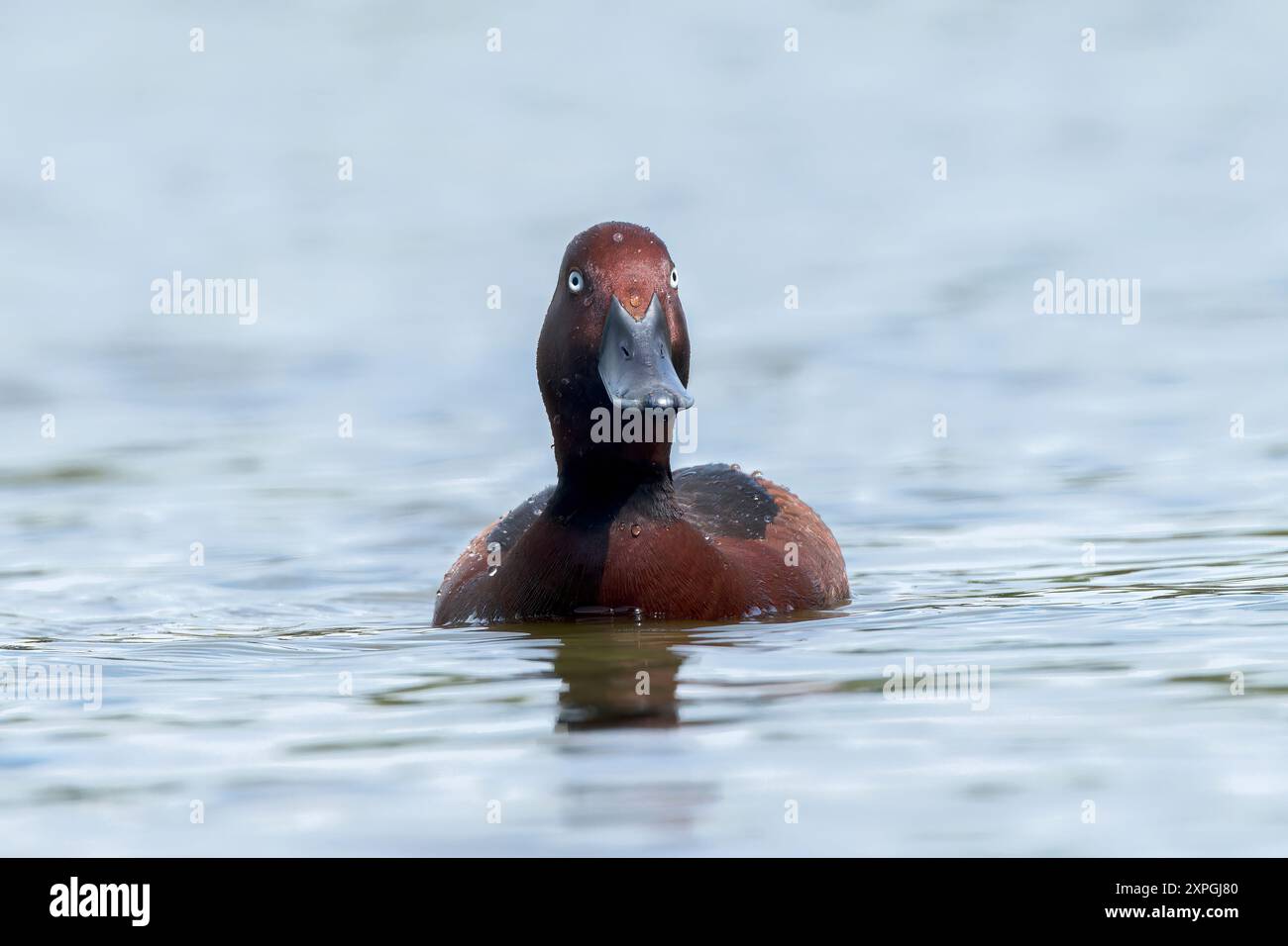 Ferruginous Duck, Aythya nyroca, single adult male, drake, swimming on fresh water pond, Hortobagy, Hungary, 2 May 2024 Stock Photo