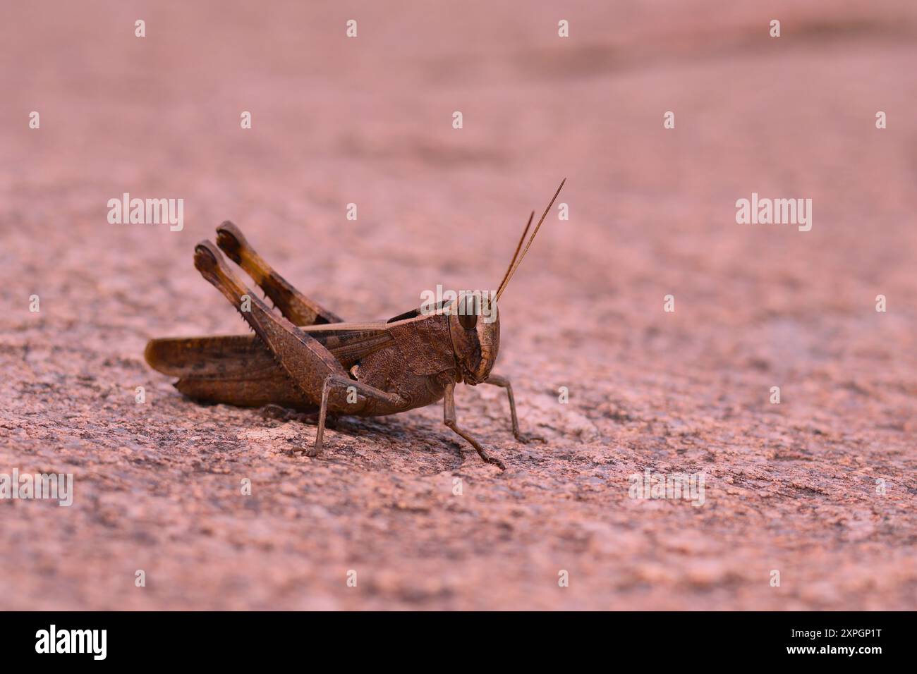Penukondawildlife hi res stock photography and images alamy