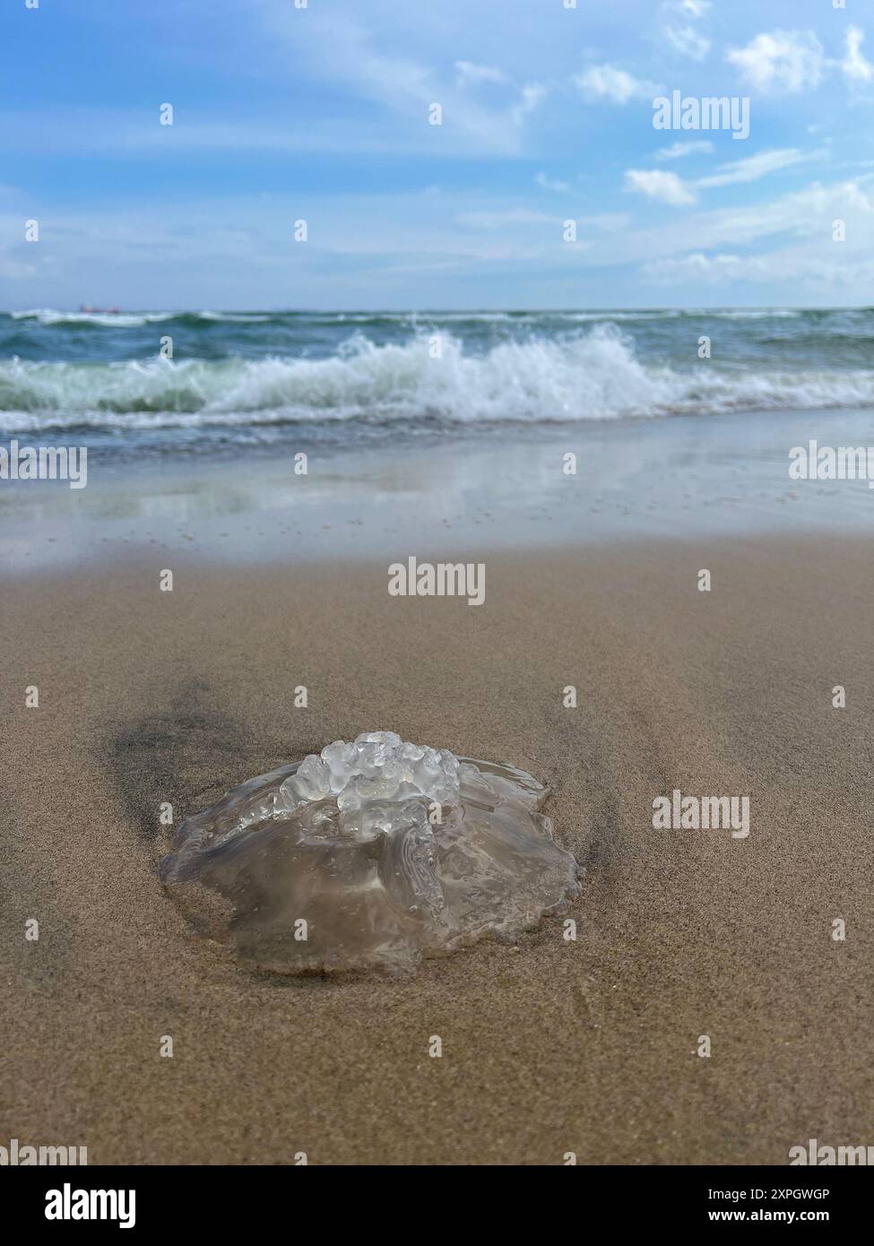 Jellyfish washed up on the sand on the beach close up at the background of the sea. Stock Photo