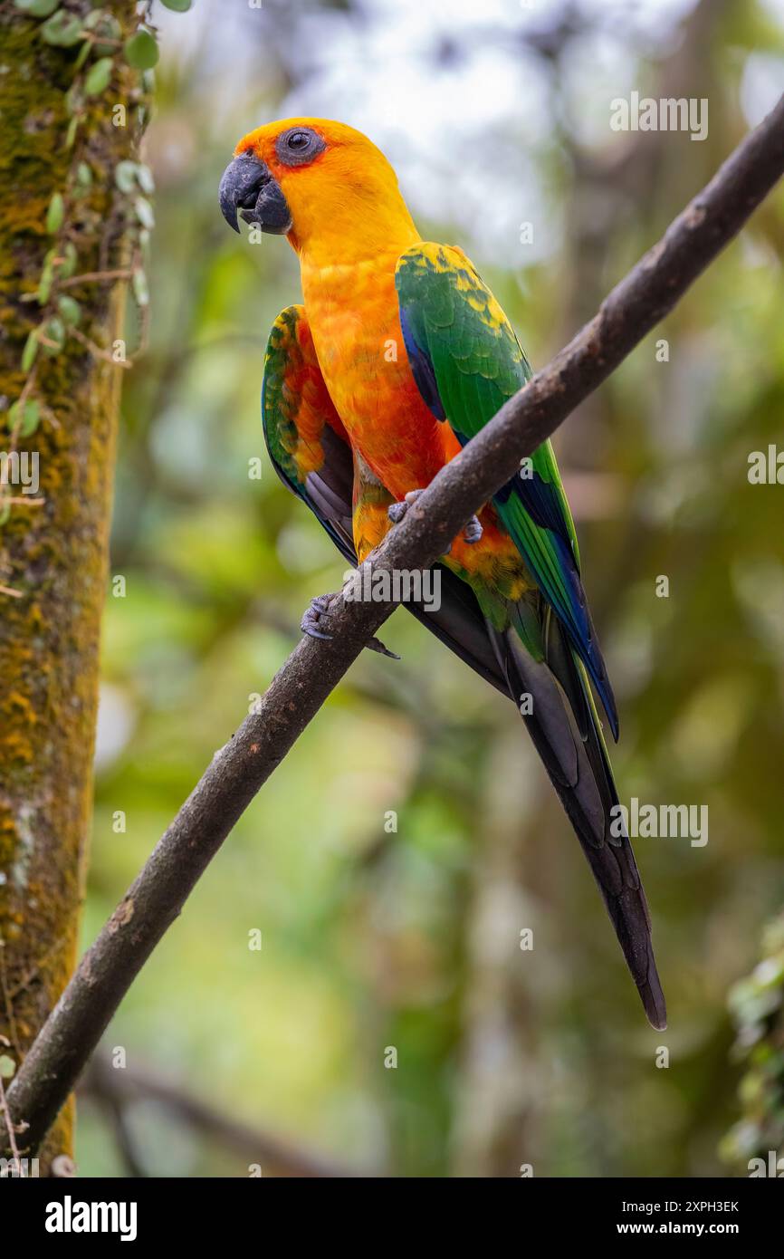 Native to northeastern south america hi-res stock photography and ...
