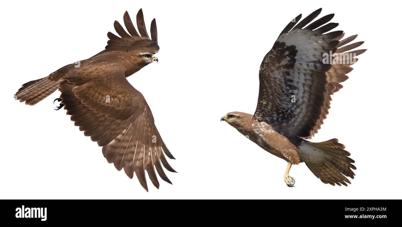buzzard moments of flight isolated on white background Stock Photo - Alamy