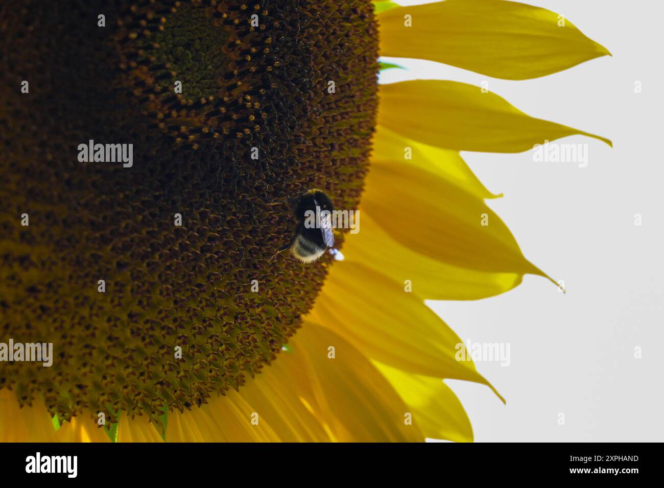 Bumblebee is gathering pollen on a bright yellow sunflower blooming in a garden. Stock Photo