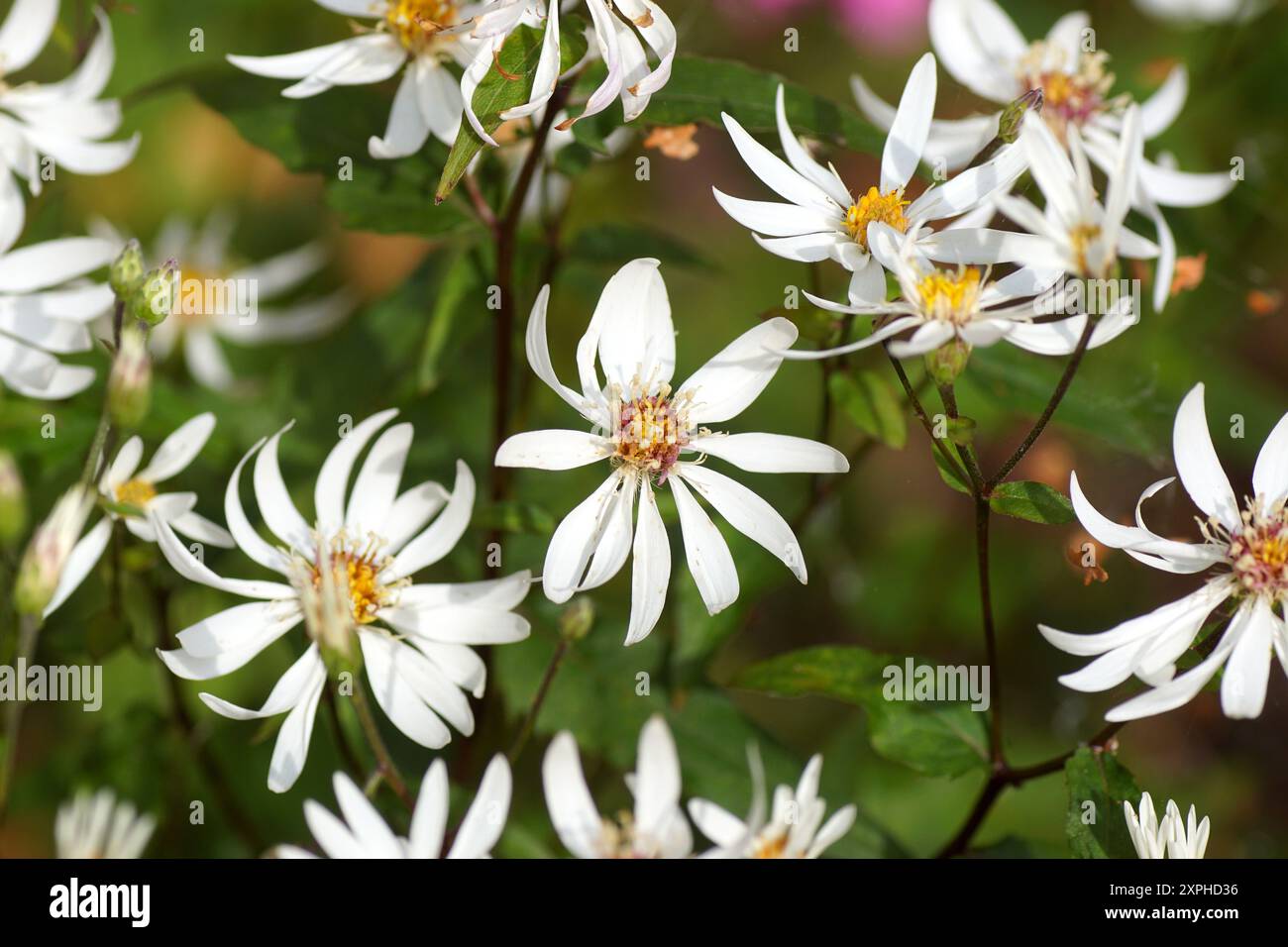 Flowering White Woodland Aster, White wood aster (Aster divaricatus syn