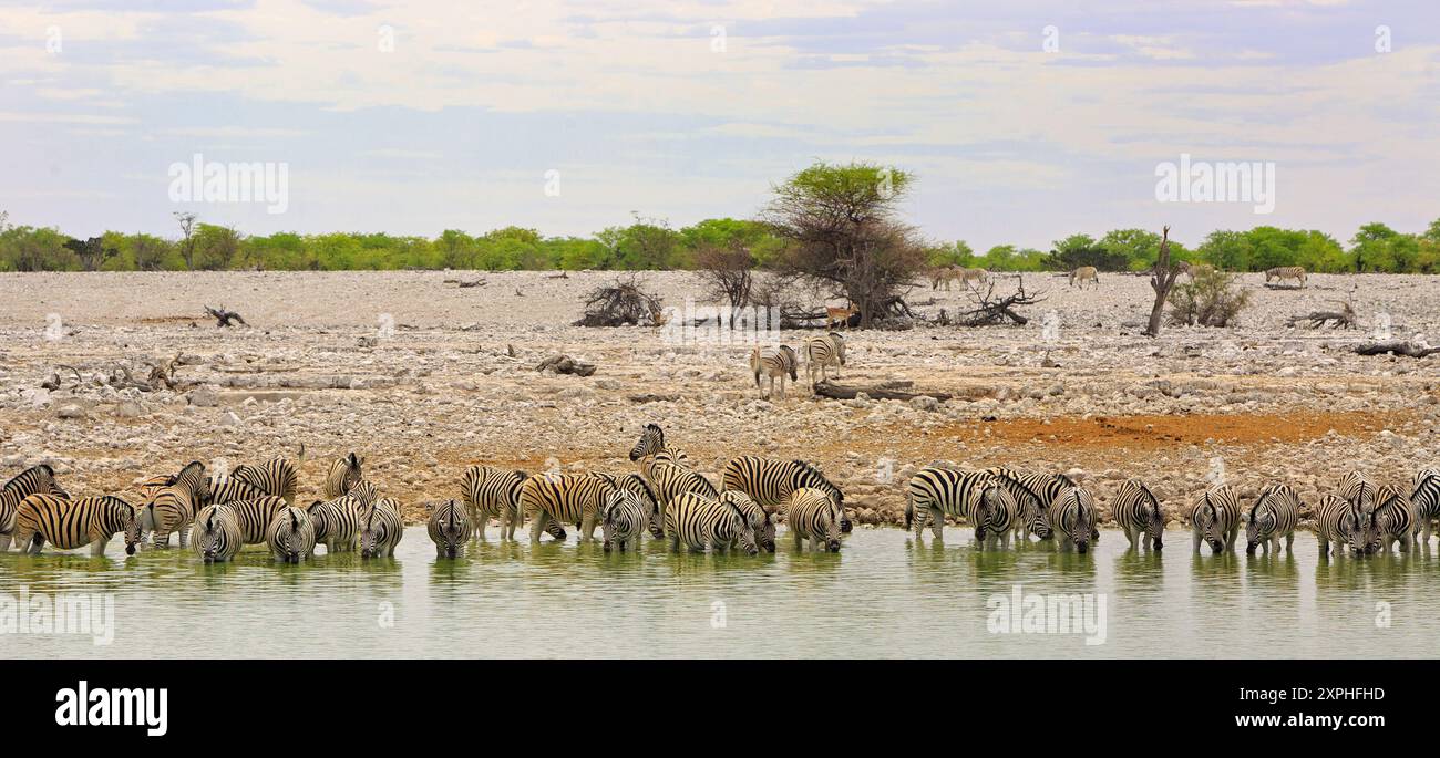 Hot temperature in desert terrain hi-res stock photography and images ...