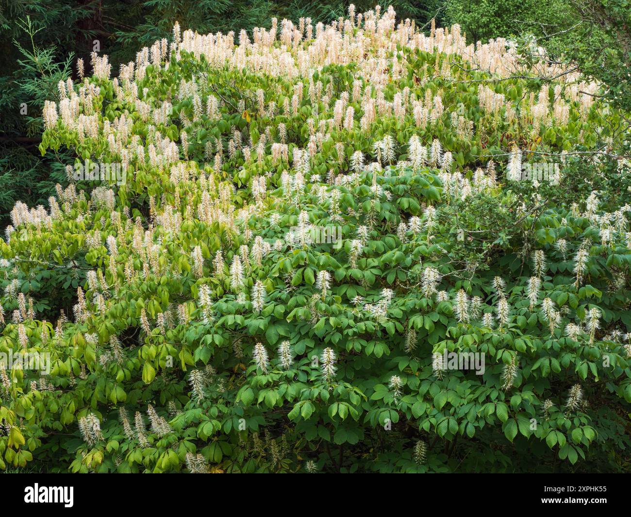 Panicle of the hardy dwarf horse chestnut or bottlebrush buckeye shrub, Aesculus parviflora Stock Photo