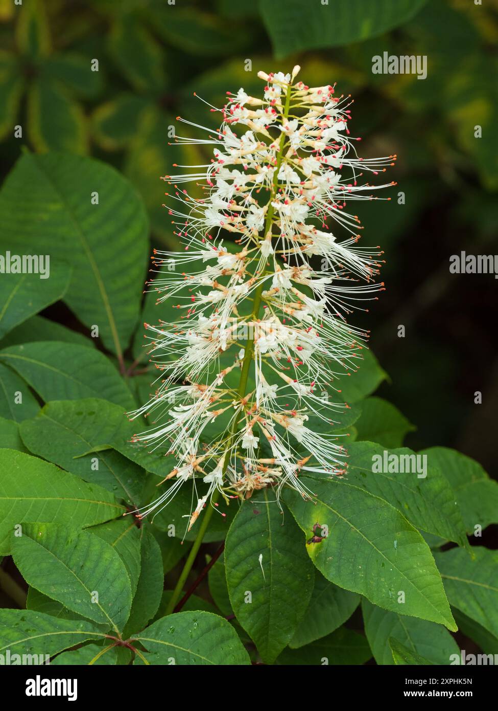 Panicle of the hardy dwarf horse chestnut or bottlebrush buckeye shrub, Aesculus parviflora Stock Photo