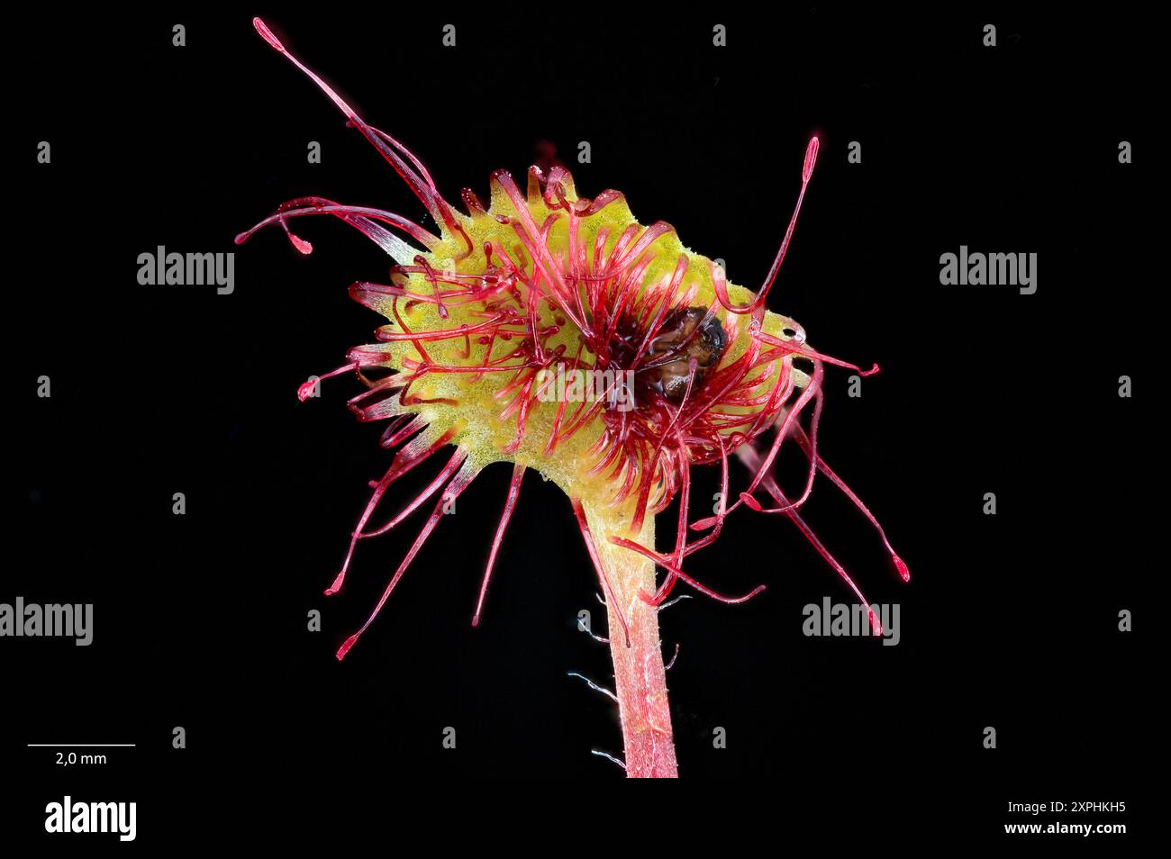 Digested Fly Close up of a leaf of the carnivorous round-leaved sundew (Drosera ...
