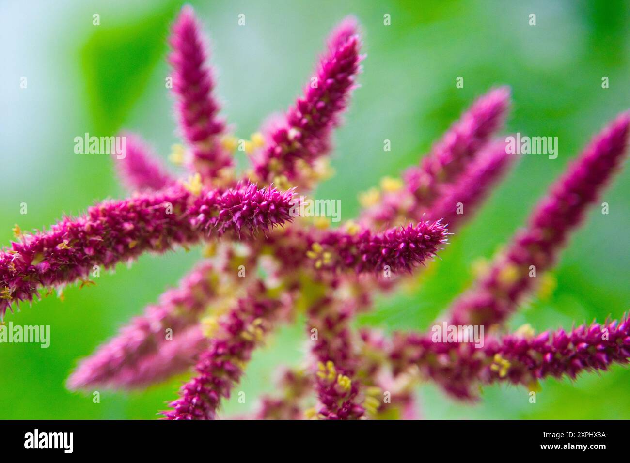 A close up of a purple flower with a green background. The flower is ...