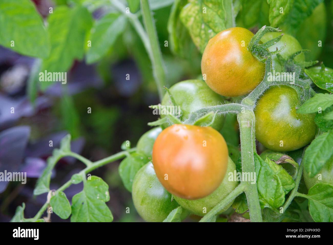 Three ripe tomatoes are hanging from a plant. The tomatoes are green ...