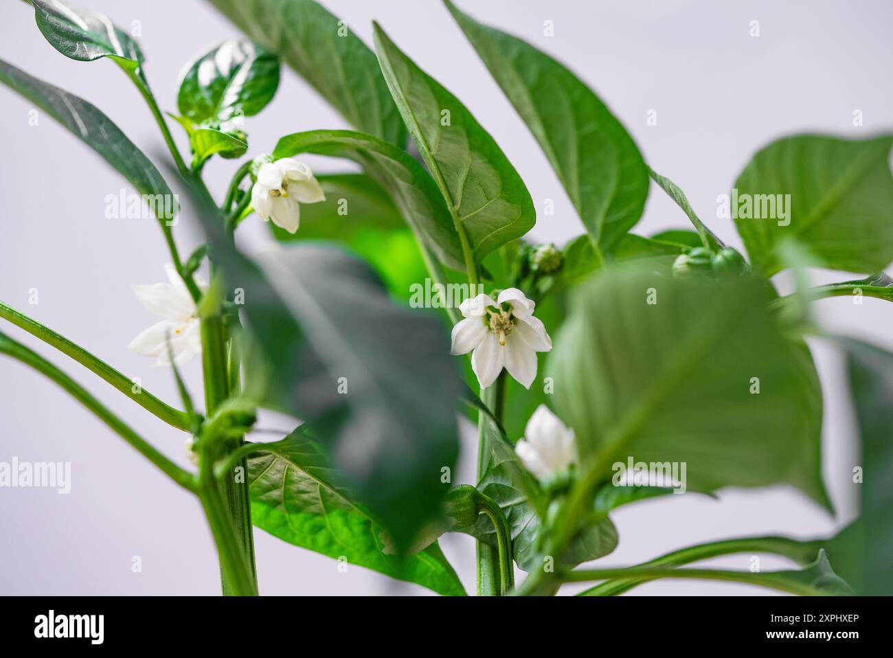 Close-up view of a pepper plant with vibrant green leaves and delicate ...