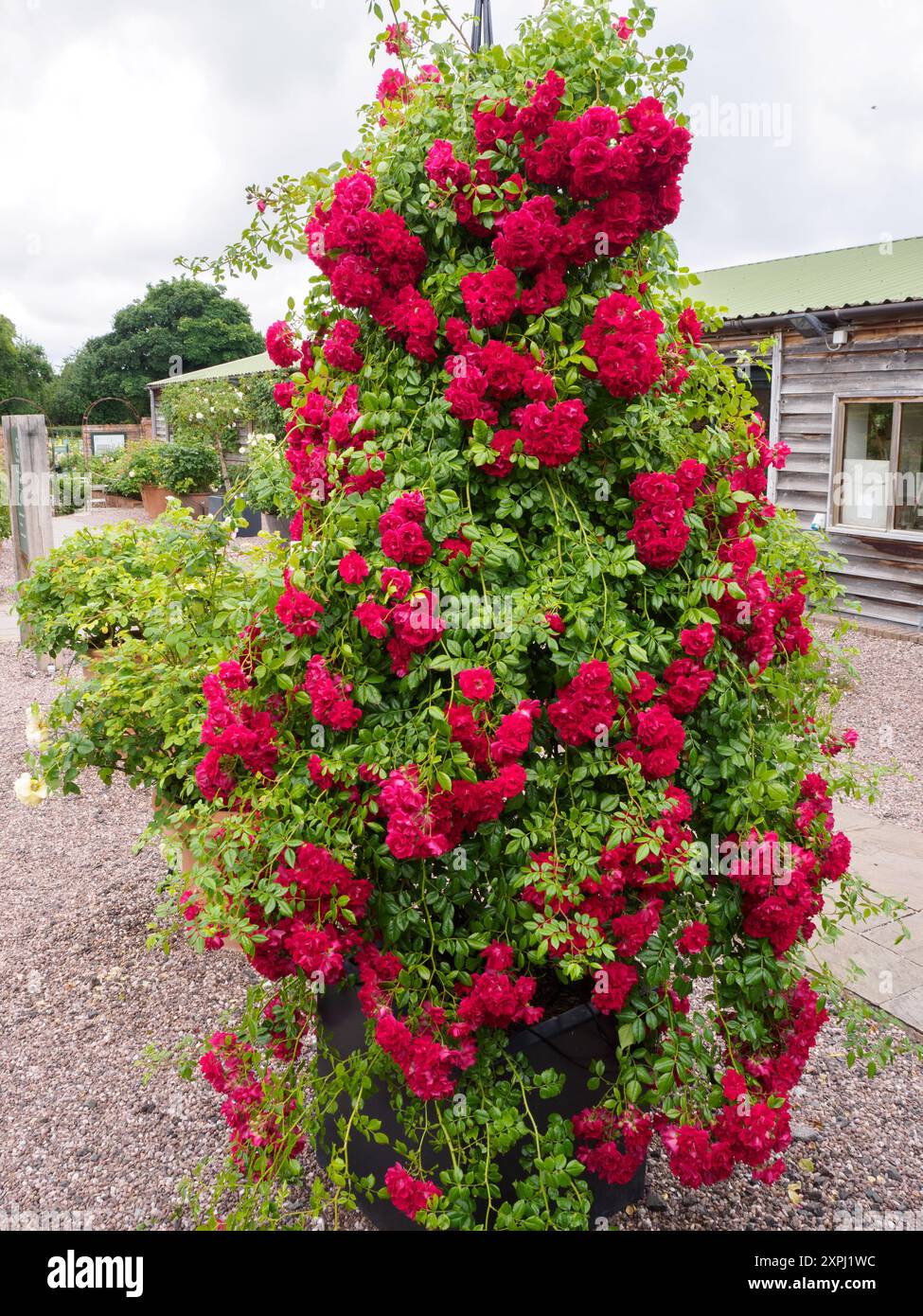 rosa-crimson-shower-stock-photo-alamy