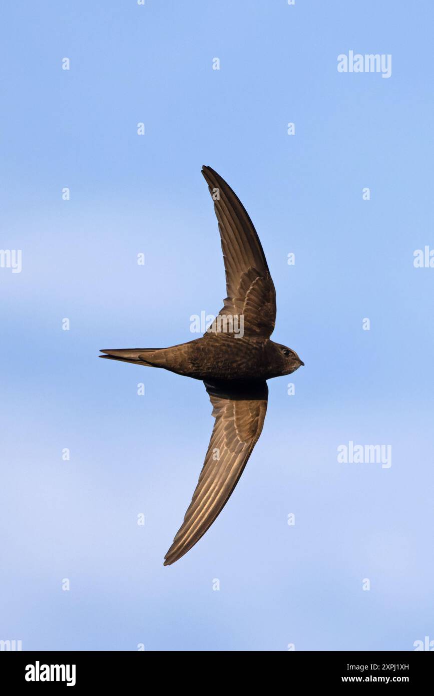 Common Swift (Apus apus) Norwich July 2024 Stock Photo - Alamy
