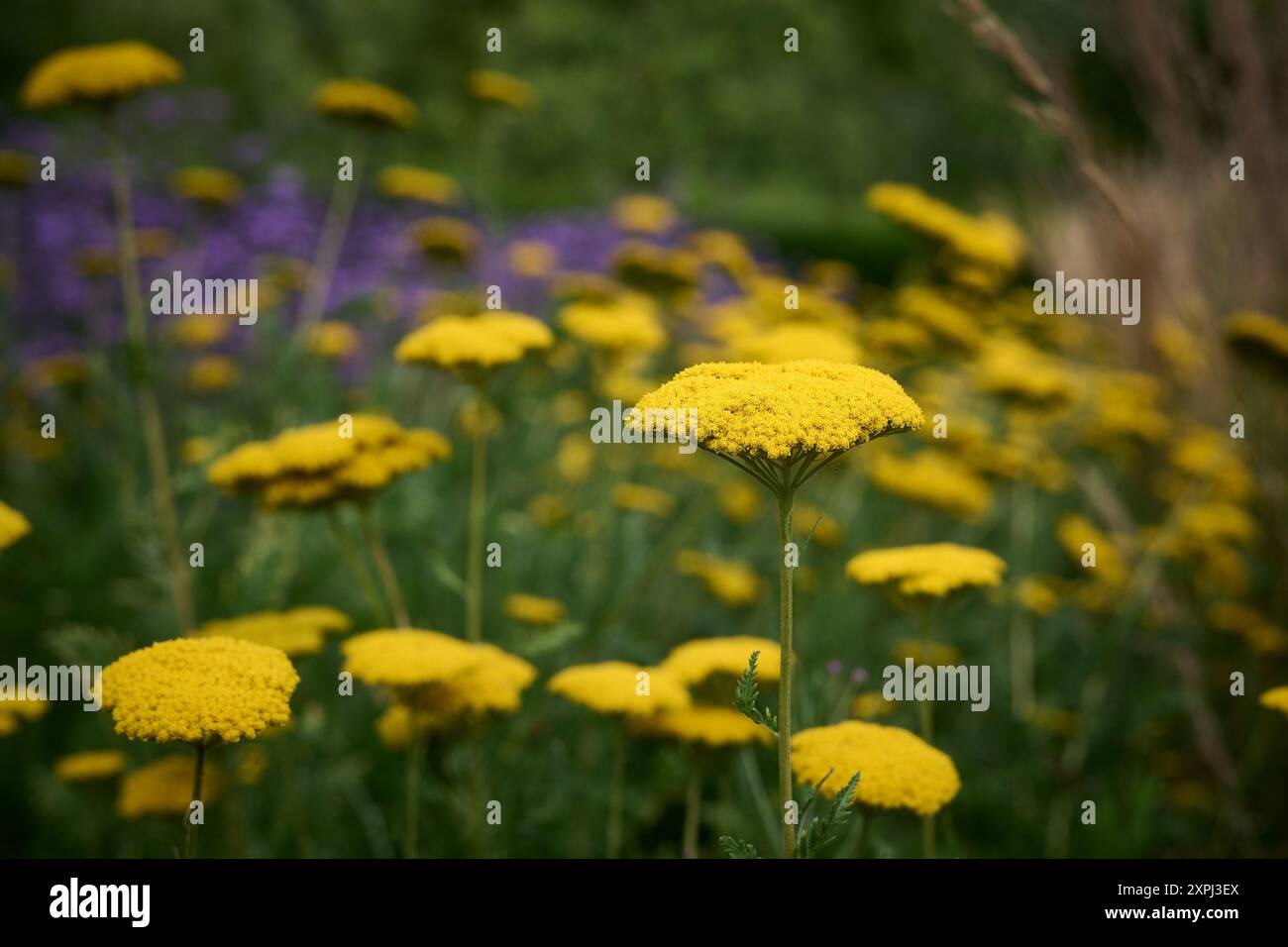 yellow dandelions in the field Stock Photo