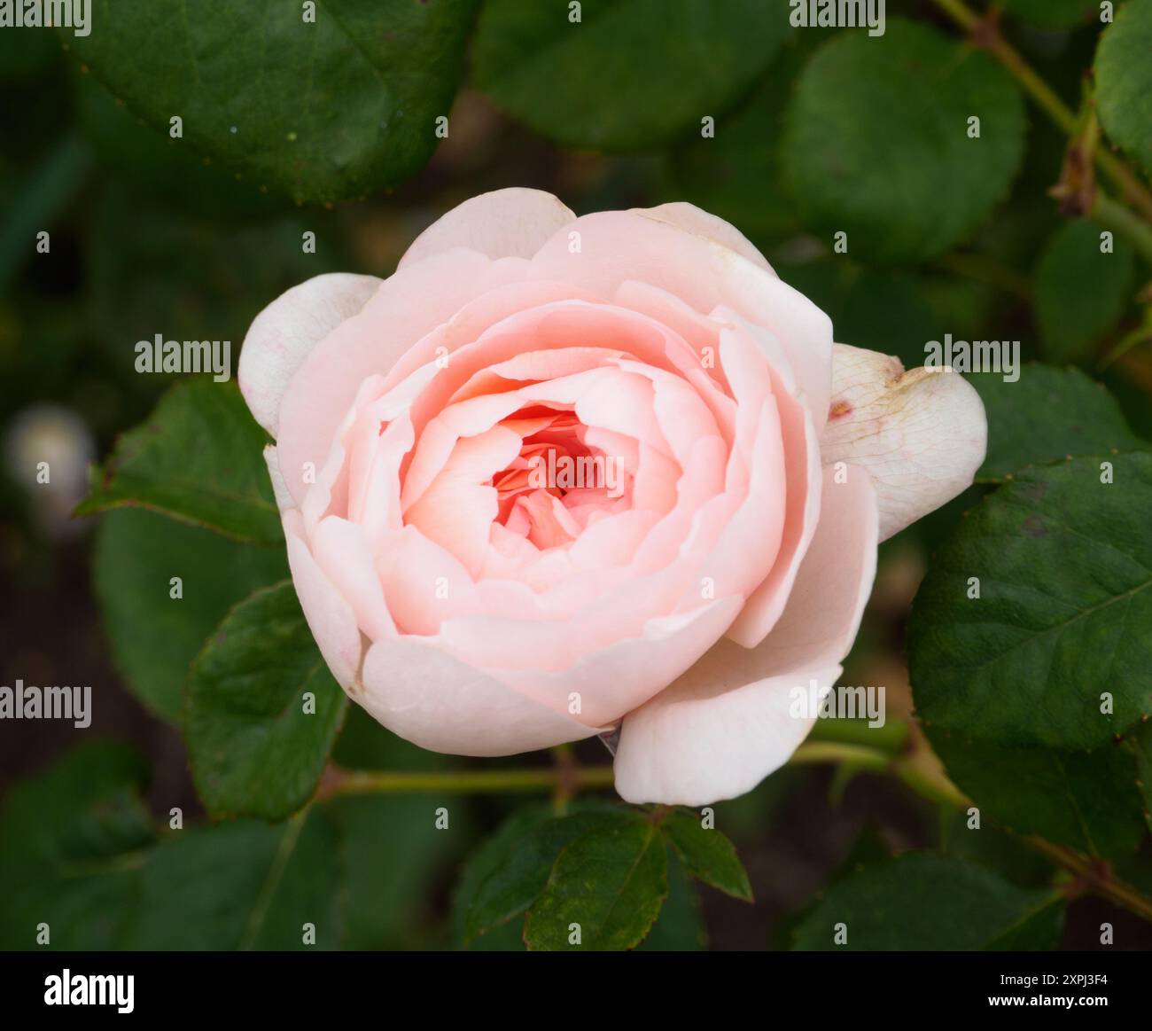 ROSA BOW SLIDE THE QUEENS QUARTERS