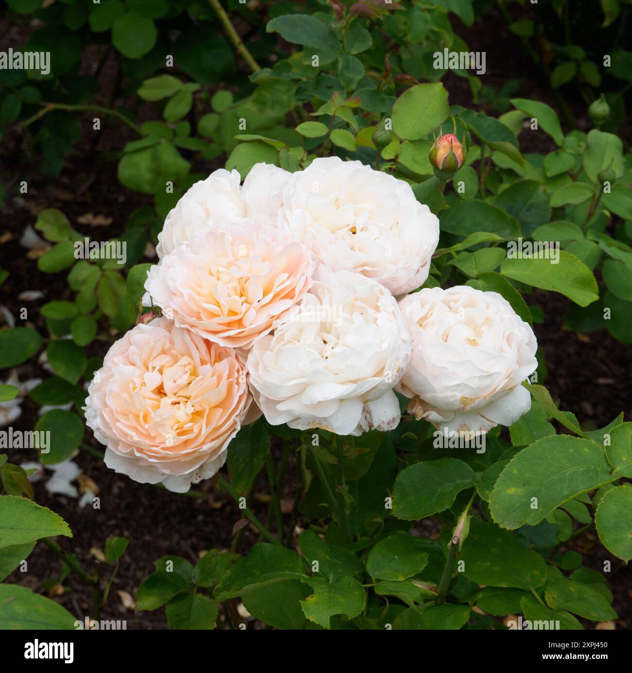 Rose lady gardener hi-res stock photography and images - Alamy
