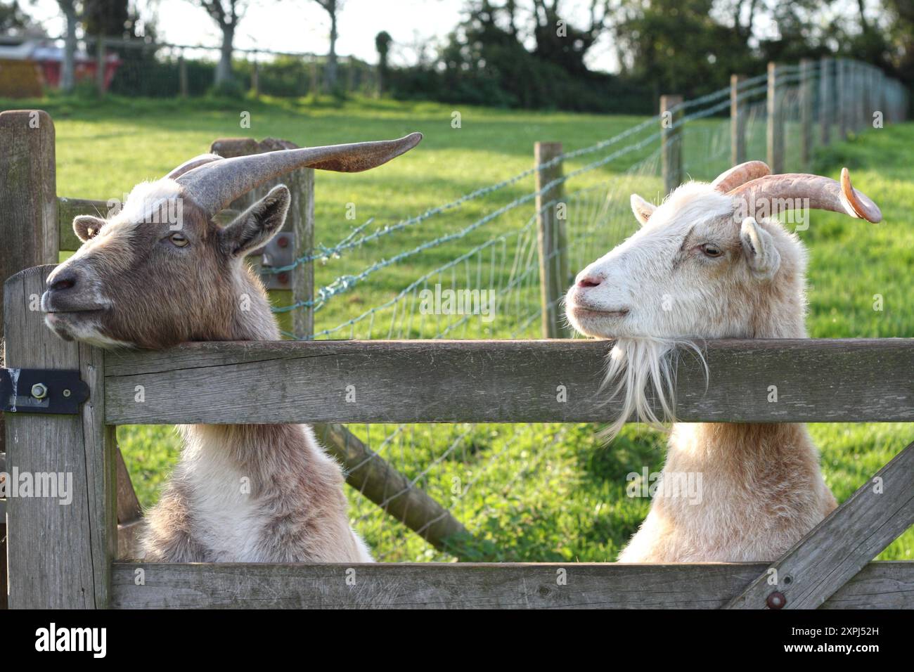 Funny portrait of two goats behind a gate on a farm in Devon countryside, UK Stock Photo