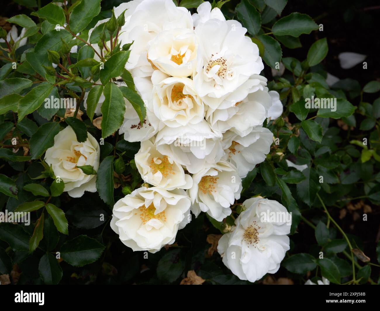 Rosa White Flower Carpet Stock Photo