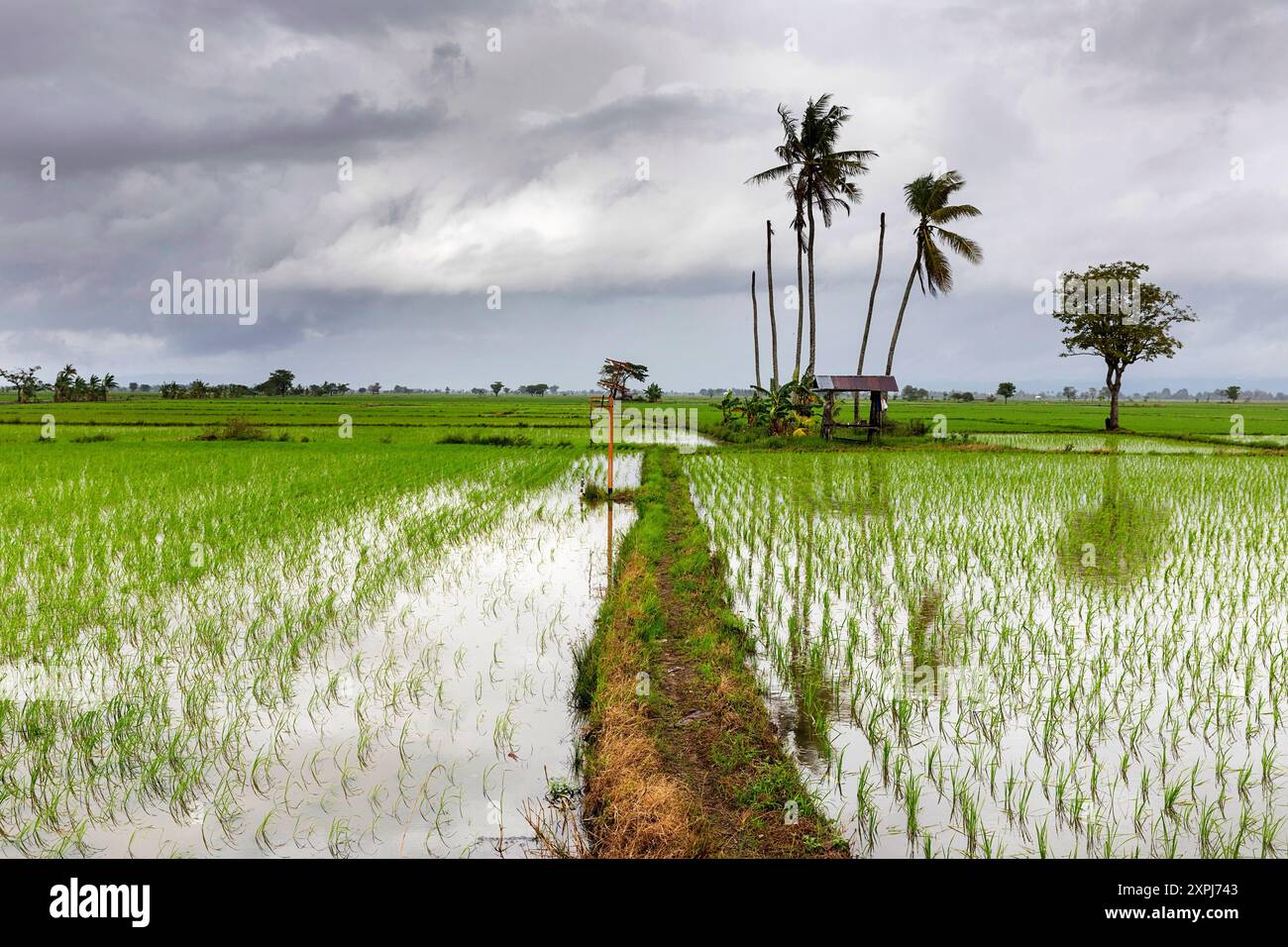 Beautiful rice padi fields, palm trees and a small wooden shelter with ...