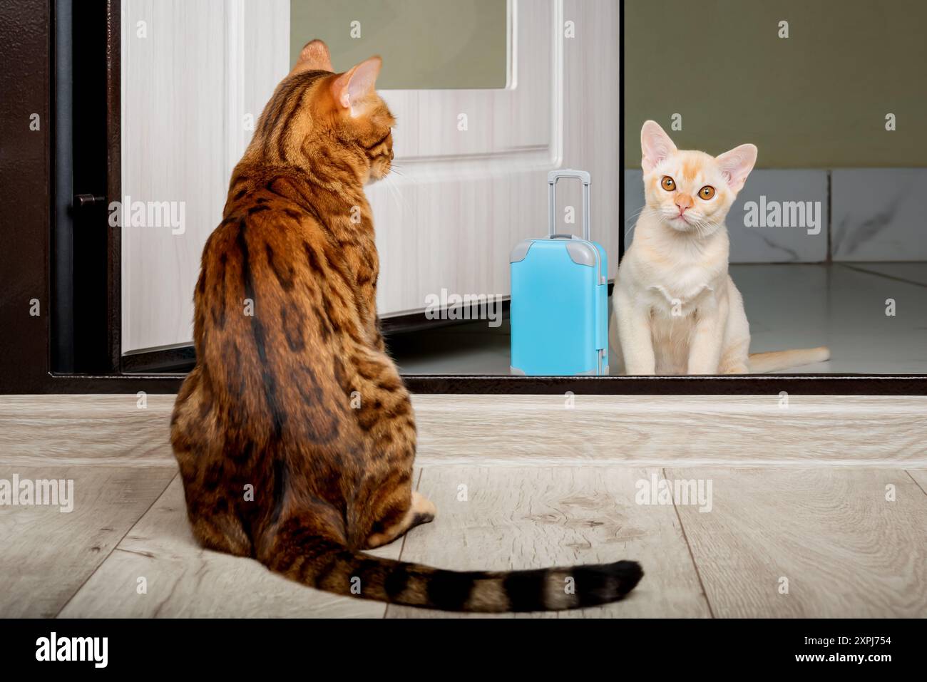 An adult cat and a small kitten with a suitcase in the doorway. The appearance of a new cat in the house. Stock Photo