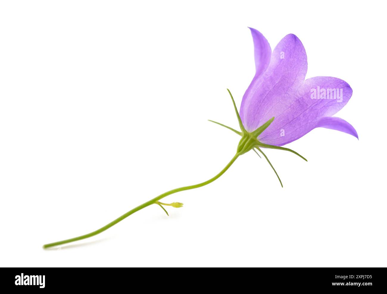 Bellflower  plant isolated on white. isolated on white. Stock Photo