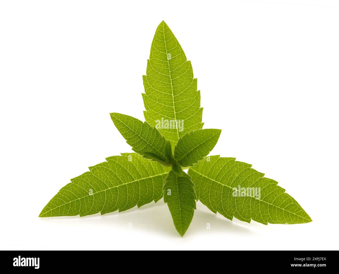 Lemon verbena  isolated on white background Stock Photo