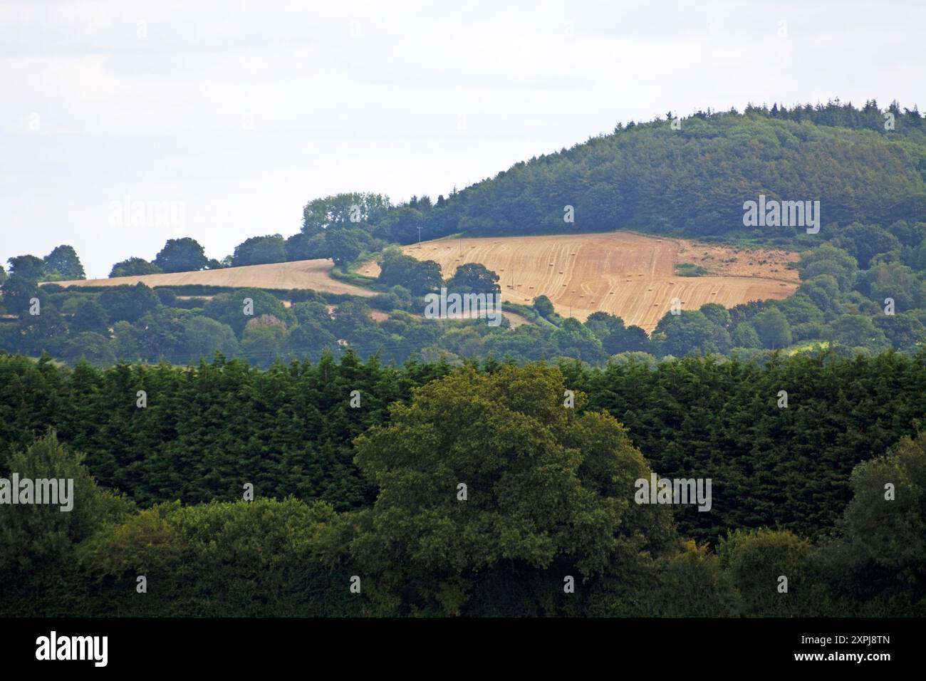 Landscape Woods and Fields by Chard Somerset England uk Stock Photo - Alamy