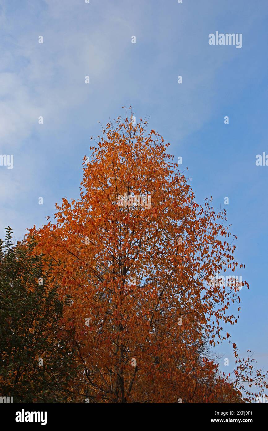 The canopy of a Japanese Zelkova Tree, with bright red-orange fall leaves, contrasted against a blue wky with wispy white clouds Stock Photo