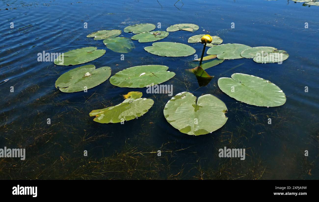 North america flora fauna hi-res stock photography and images - Alamy
