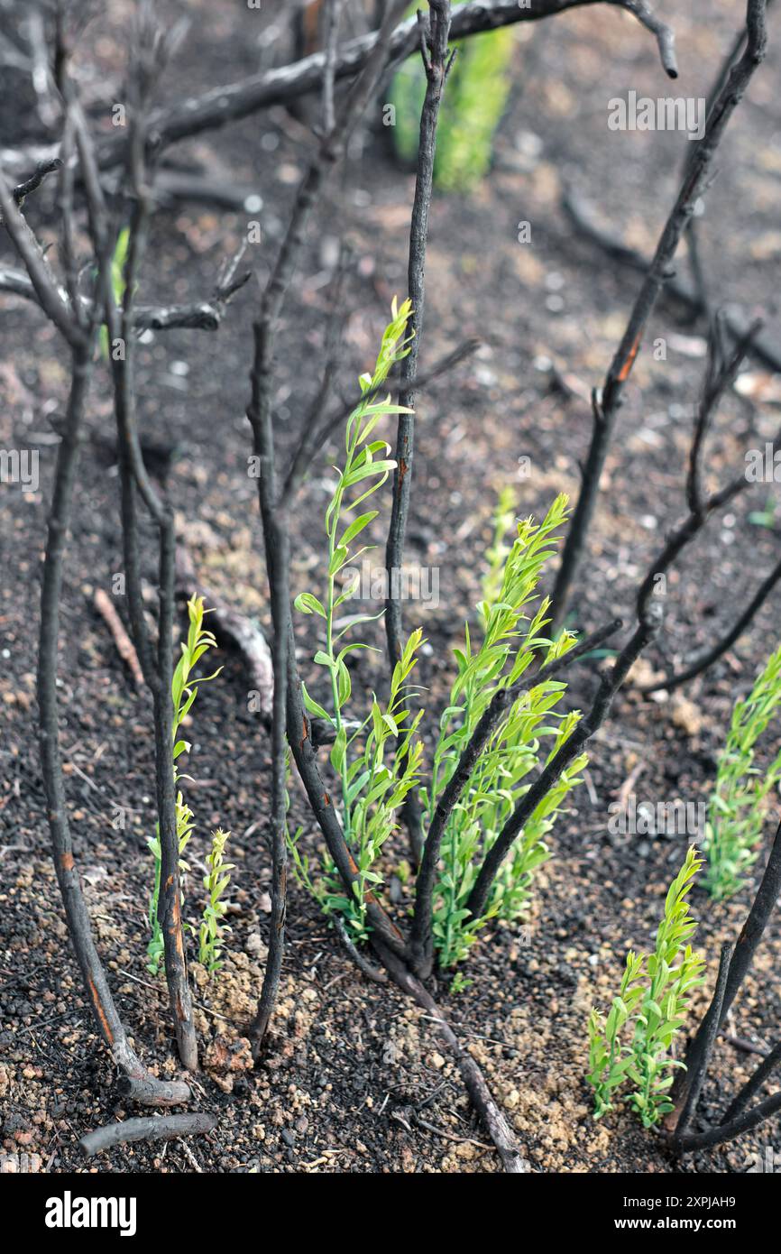 Burnt Trees and New Growth After Fire in Legarda Stock Photo - Alamy