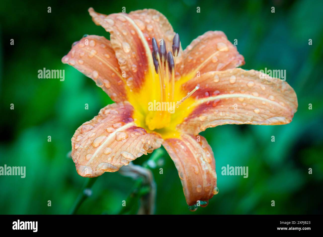 Feuer-Lilie Stock Photo