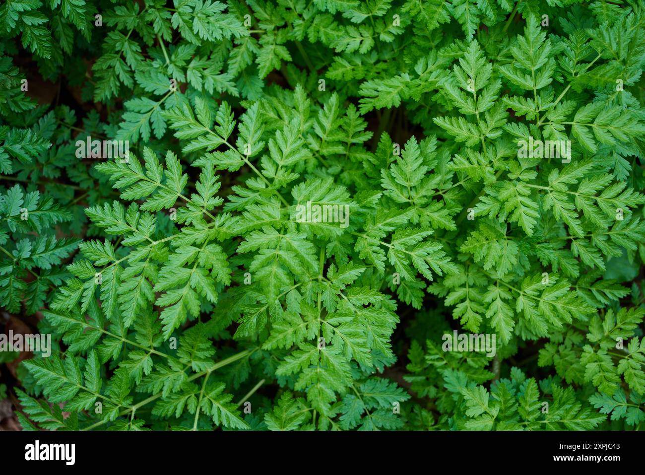 Myrrhis odorata, cicely, sweet cicely, myrrh, garden myrrh, and sweet chervil in Nera Beusnita National Park Stock Photo
