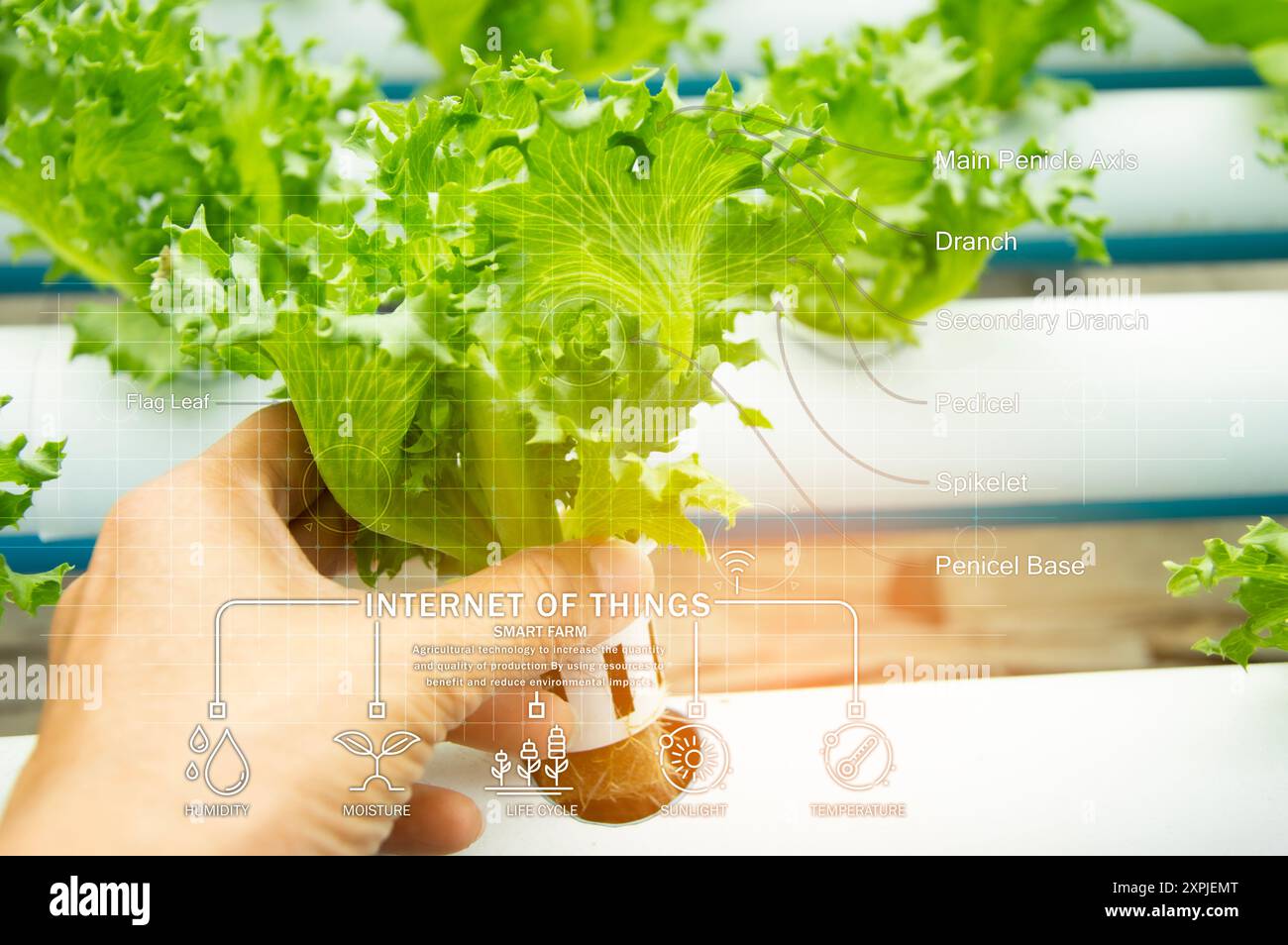 Iot ai farming hi-res stock photography and images - Alamy