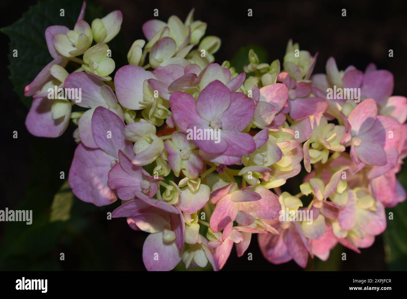Endless Summer Hydrangea Stock Photo